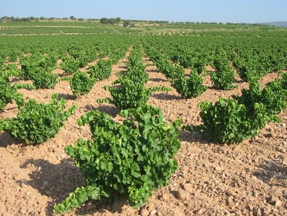 Viñedo de uva Garnacha en Villa del Prado, Madrid