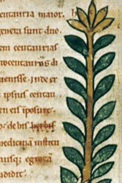 Chirone con la centaurea maggiore. Bodleian Library Ms. Ashmole 1462, folio 23r, particolare