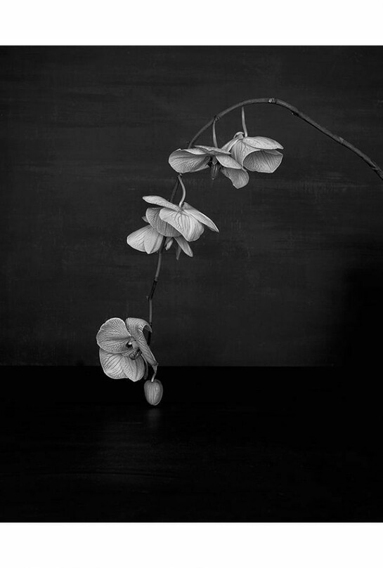 Sarah Jones, Cabinet (XI) (Orchid), 2014, C Print from black and white negative, 23 5/8 x 18 7/8 inches (unframed) (60 x 48 cm). Courtesy Anton Kern Gallery, New York