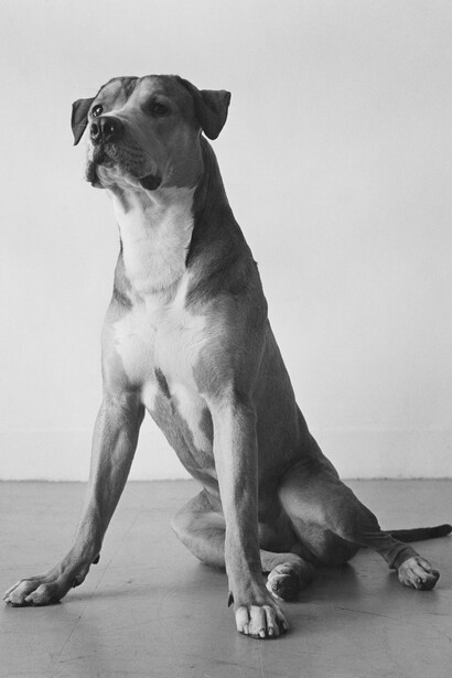 Peter Hujar, Bouche Walker (Reggie’s Dog), 1981
© The Estate of Peter Hujar, courtesy Fraenkel Gallery, San Francisco