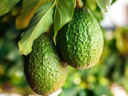 Avocados lower your cholesterol and triglyceride levels