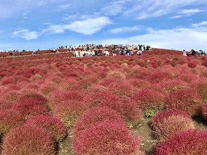 Hitachi Seaside Park in Ibaraki prefecture © Alma Reyes