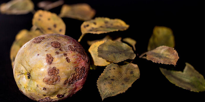 Glass Flowers. Courtesy of Harvard Museum of Natural History 