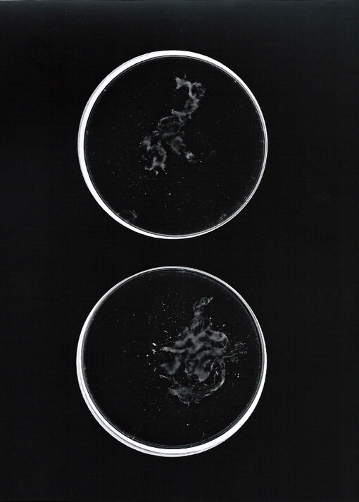 Rachel Tan, Self-Portrait, 2013 
