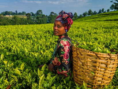 African women working on a tea plantation in East Africa, promoting eco-friendly and sustainable tea production