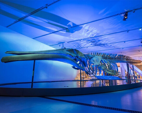 The Blue Whale Story. Courtesy of ROM 