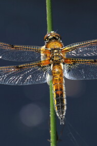 Female Broad-bodied Chaser © Gehan de Silva Wijeyeratne