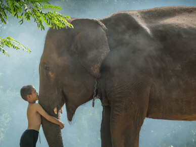 Thai Boy with His Elephant