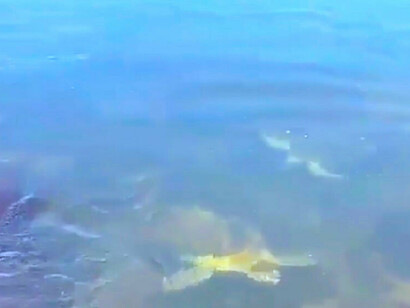 Tartarugas na Baía da Guanabara