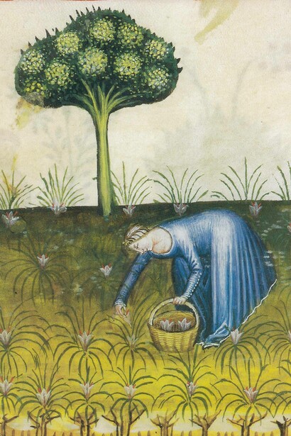 Manoscritto Tacuinum Sanitatis Cod. Ser. n. 2644, fol. 40v, Biblioteca Nazionale Austriacam circa 1390-1400