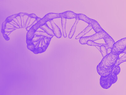 Determina el orden en que se unirán los aminoácidos de una proteína y actúa como plantilla o patrón para la síntesis de dicha proteína
