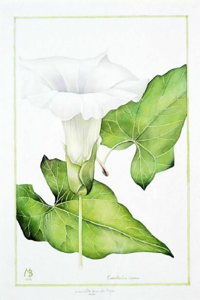 Convolvolus, acquerello