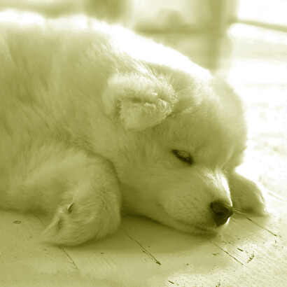 Taika sleeping