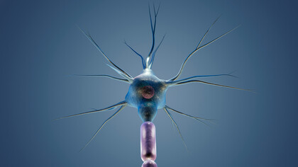 Neurônio. Muitos dos neurônios entéricos transmitem informações sensoriais do intestino para o SN