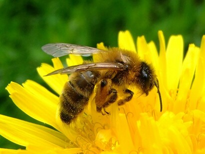 Busy as a bee!