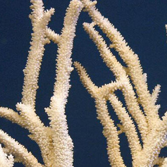 Virtual Shell Hall. Courtesy of Royal Belgian Institute of Natural Sciences