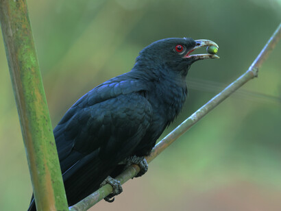 A male Asian Koel (c) Gehan de Silva Wijeyeratne