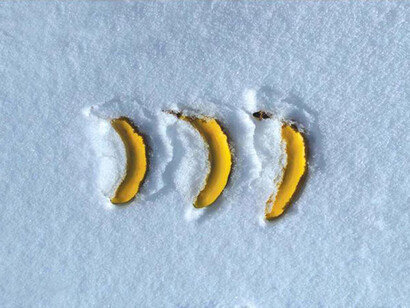 «Frozen Bananas«, Marco Guevara