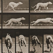 Eadweard Muybridge, Human and animal locomotion, Plate 710. Dog; galloping; white racing hound Maggie (detail), 1887. Courtesy of Krakow Witkin Gallery