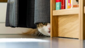 You never know what's lurking behind the curtains, best check it out and be at peace