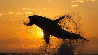 Un incubo ancestrale