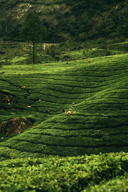 Workers carefully harvesting tea leaves on the rolling hillsides in Kerala, India