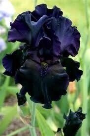 Black Iris © Rawan Al Adwan