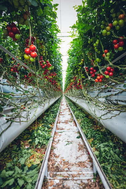 Piante di pomodoro rosse e verdi su strutture di coltivazione