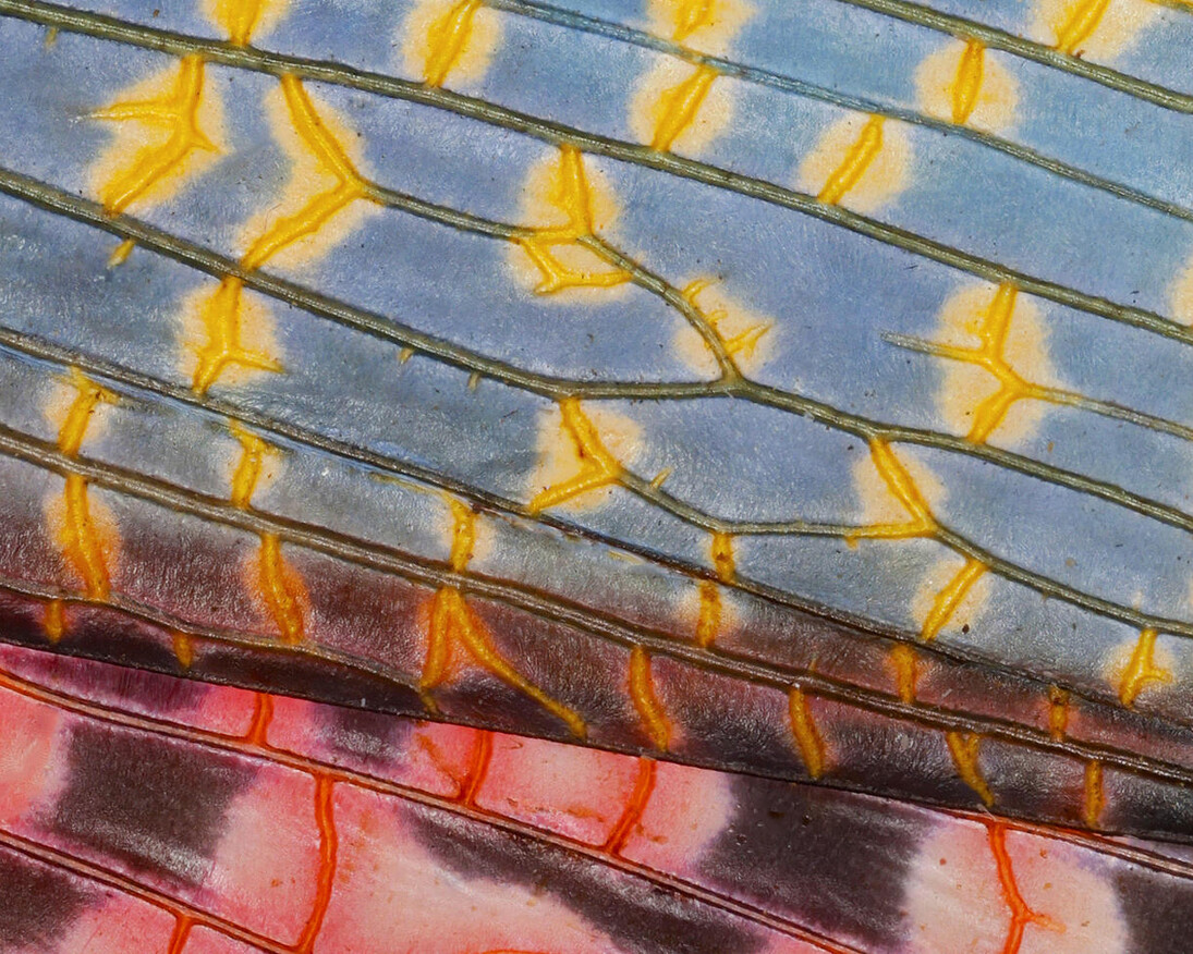 Color of Life. Courtesy of California Academy of Sciences