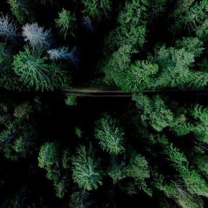 Proteger los bosques