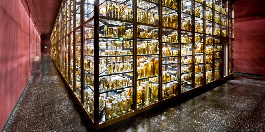 The Wet Collections. Courtesy of Museum für Naturkunde