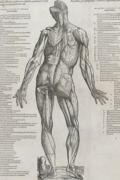 Página de De humani corporis fabrica libri septem (De la estructura del cuerpo humano en siete libros), estudio sobre  anatomía humana escrito por Andrés Vesalio (1514-1564) en 1543