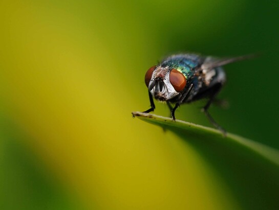Una mosca capaz de convertir una simple herida en un foco de destrucción revela hasta qué punto la naturaleza puede volverse una amenaza silenciosa cuando no encuentra barreras