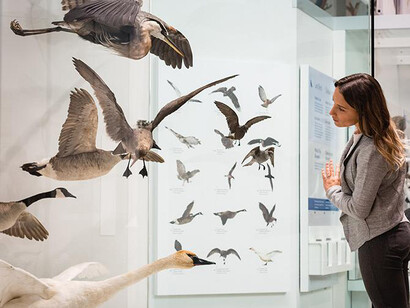 Bird Gallery. Courtesy of Canadian Museum of Nature 