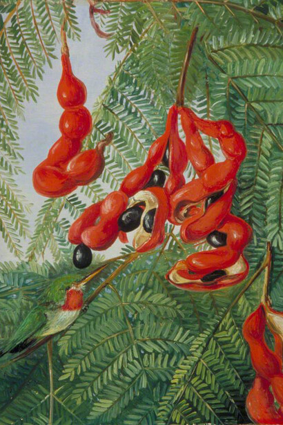 Marianne North, *The wild tamarind of Jamaica with scarlet pod and barbet*, 1872