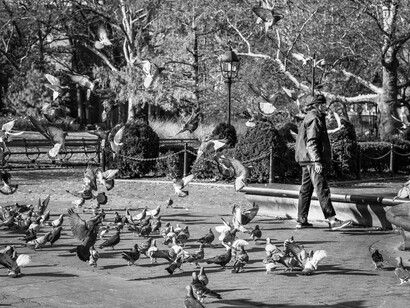 At the heart of Greenwich Village, human and feathered neighbors share the stage of Washington Square Park