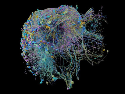 El mapa en 3D puede rastrear la actividad que ocurre dentro de 20 millones de sinapsis en el cerebro de la mosca de la fruta