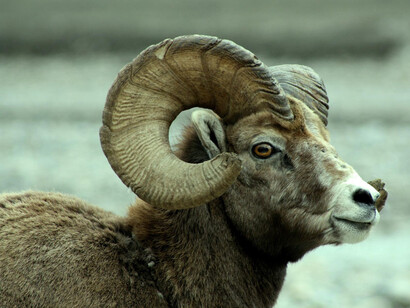 L'Ariete