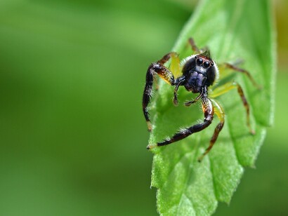 Araña