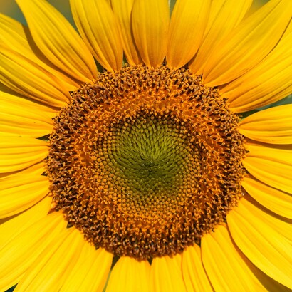 Anche nelle gerbere, la ripetizione ordinata dei petali richiama la sezione aurea, contribuendo alla loro bellezza naturale