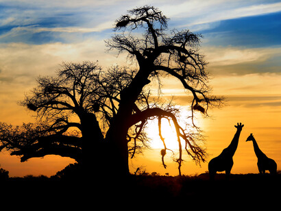 Giraffes at sunset