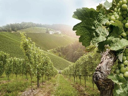 French vineyard safe from phylloxera for now
