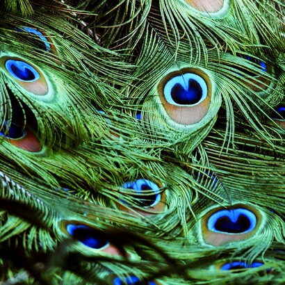 È la femmina a determinare la direzione estetica dell’evoluzione. Le pavonesse scelgono i maschi dal piumaggio più spettacolare influenzando così le generazioni future