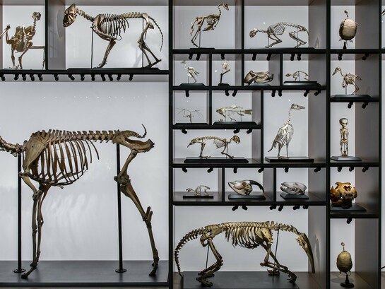 Esqueletos de animais e humanos integram uma exposição museológica dedicada à história da vida. A imagem coloca lado a lado diferentes formas de existência e evoca a longa trajetória evolutiva que precedeu o ser humano — sem que a evolução tenha necessariamente seguido um caminho em direção a ele