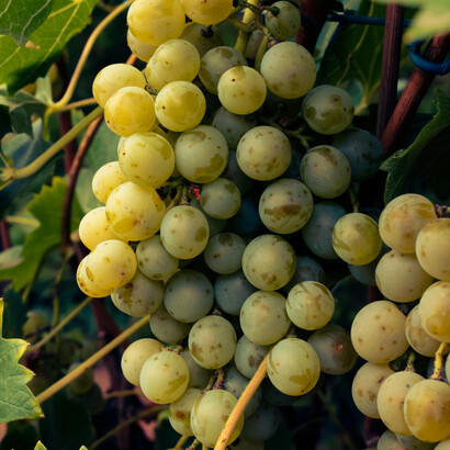 Explore vinícolas e experimente o conceito farm-to-table com ingredientes frescos e pratos deliciosos em Woodinville, cidade próxima a Seattle