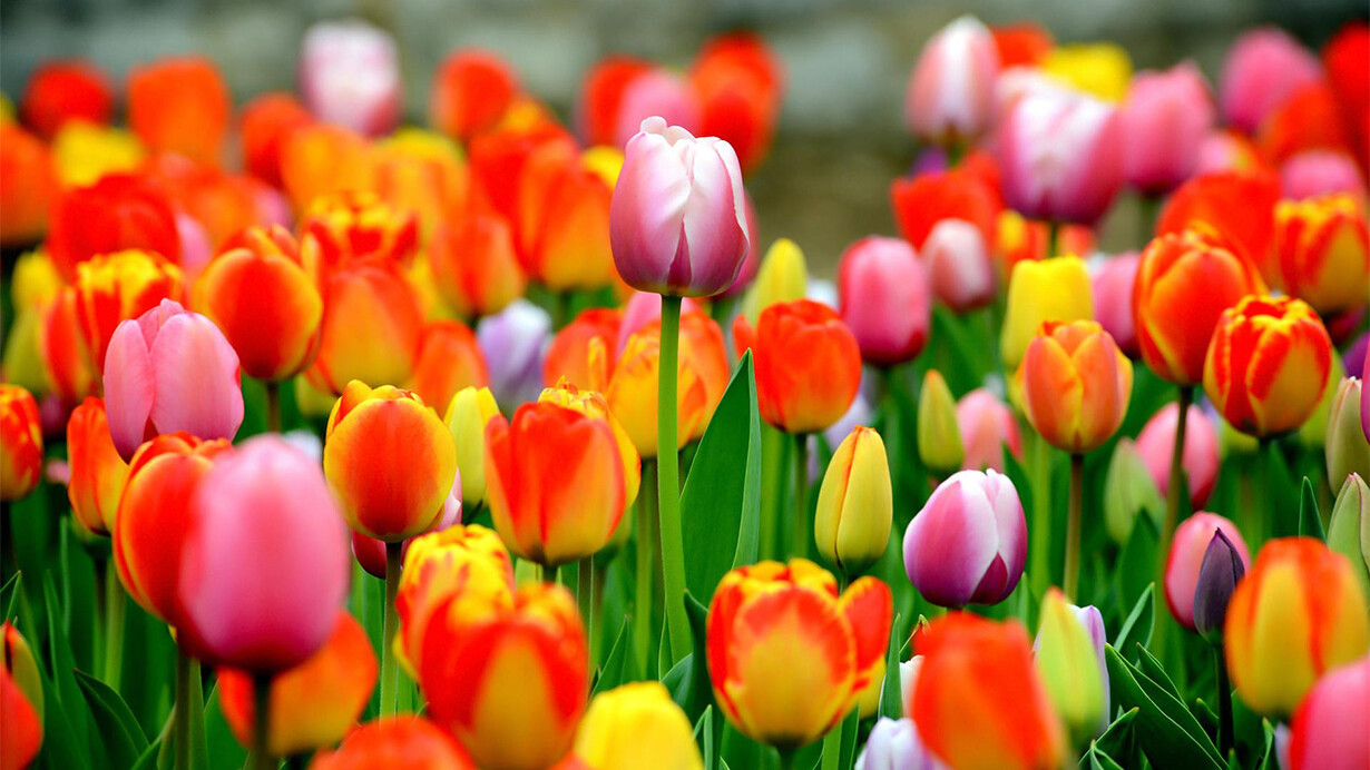 Un giardino di tulipani