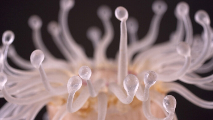 Sea Creatures in Glass. Courtesy of Harvard Museum of Natural History