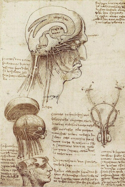 Physiological sketch of the human brain and skull by Leonardo da Vinci