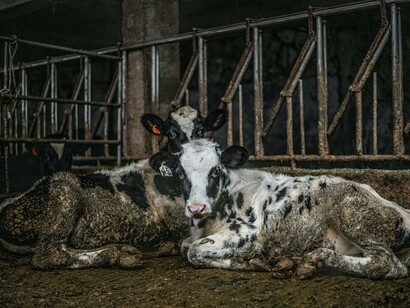 Animals are receiving rather problematic, growth-enhancing food, with lots of antibiotics