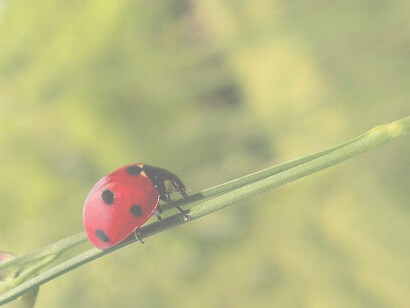 I mezzi tecnici di biocontrollo sono macrorganismi, microrganismi, sostanze naturali e semiochimici